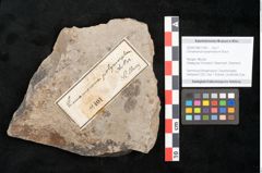 Foto (Objekt + Etikett) von Cinnamomum polymorphum Braun (NHMW-GEO-2024-0188-11401)